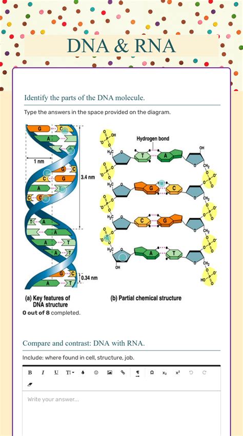 Complementary Base Handout - Dna Rna And Proteins Ppt Download : In